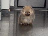 Chiot mâle Spitz Nain à réserver.