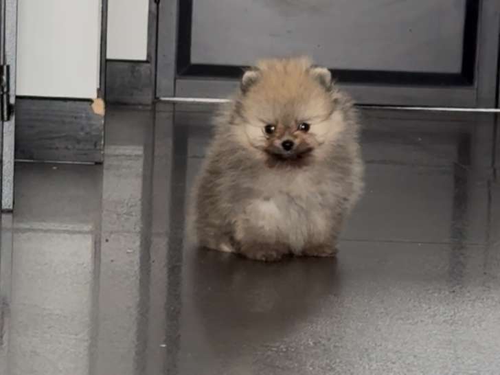 Chiot mâle Spitz Nain à réserver.
