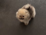 Chiot mâle Spitz Nain à réserver.