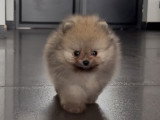 Chiot mâle Spitz Nain à réserver.