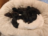 3 chiots Terrier de Chasse Allemand LOF noirs et feu à réserver
