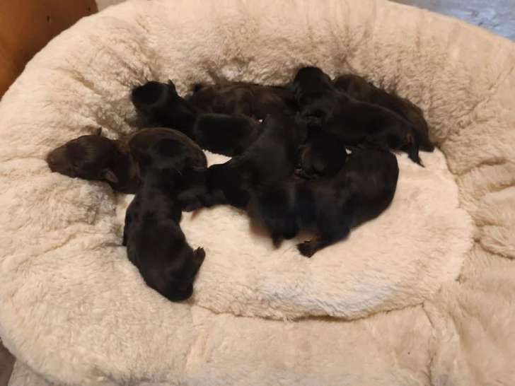 3 chiots Terrier de Chasse Allemand LOF noirs et feu à réserver