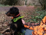 3 chiots Terrier de Chasse Allemand LOF noirs et feu à réserver