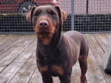 3 chiots Terrier de Chasse Allemand LOF noirs et feu à réserver