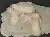Chiots Coton de Tuléar à vendre (3 mâles et 1 femelle)