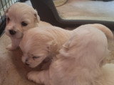 Chiots Coton de Tuléar à vendre (3 mâles et 1 femelle)