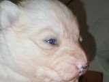 Chiot Pomsky Toy F4 à vendre