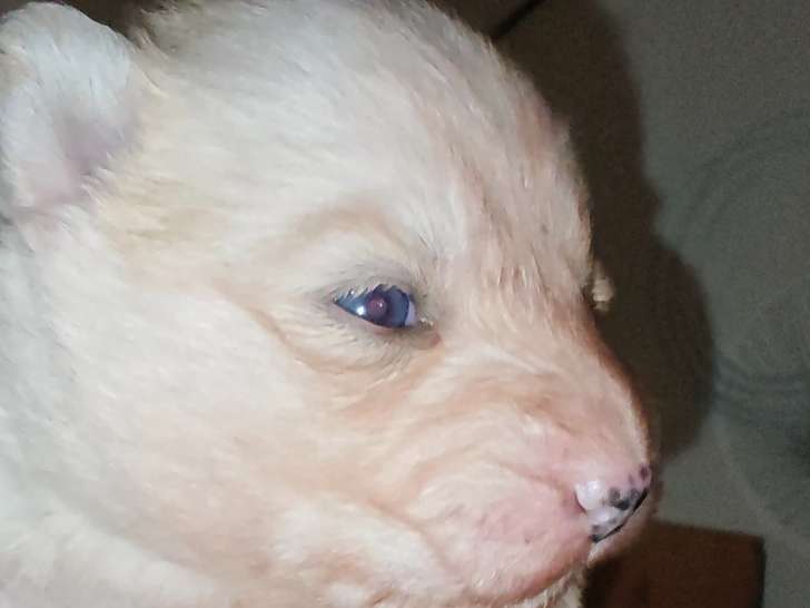 Chiot Pomsky Toy F4 à vendre