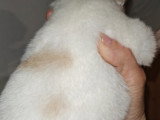 Chiot Pomsky Toy F4 à vendre