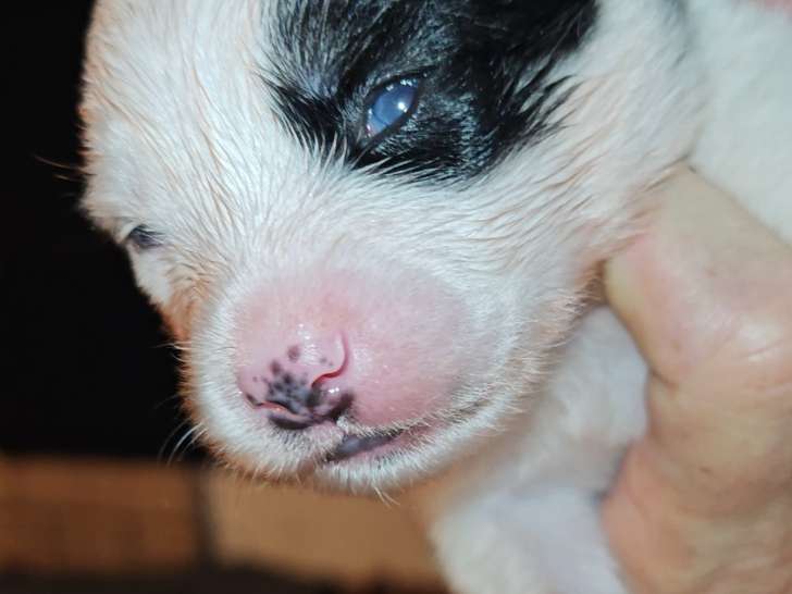 Chiot Pomsky Toy F4 à vendre