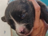 Chiot Pomsky Toy F4 à vendre