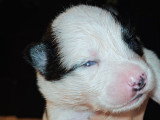 Chiot Pomsky Toy F4 à vendre