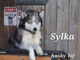 2 chiennes Husky de Sibérie LOF confirmées  de 2021 à vendre ensemble