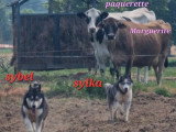 2 chiennes Husky de Sibérie LOF confirmées  de 2021 à vendre ensemble
