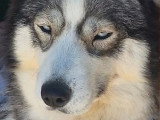 2 chiennes Husky de Sibérie LOF confirmées  de 2021 à vendre ensemble