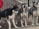 2 chiennes Husky de Sibérie LOF confirmées  de 2021 à vendre ensemble