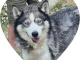 2 chiennes Husky de Sibérie LOF confirmées  de 2021 à vendre ensemble
