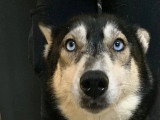 2 chiennes Husky de Sibérie LOF confirmées  de 2021 à vendre ensemble