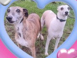 1 chien Whippet de mars 20219 LOF à vendre