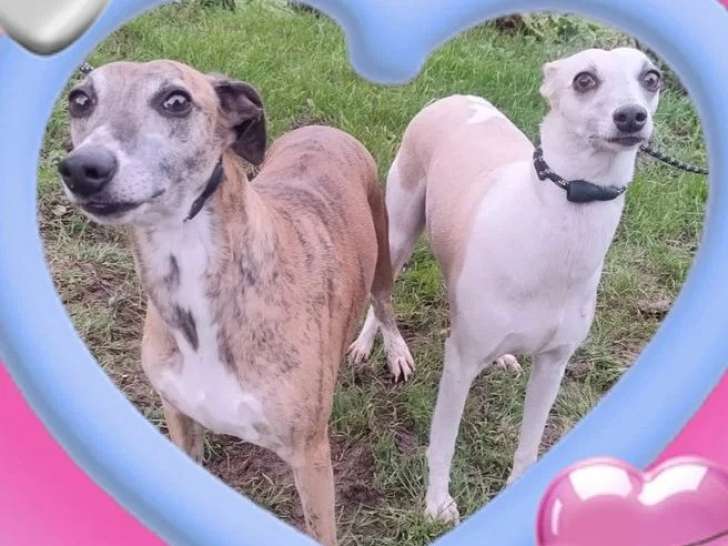 1 chien Whippet de mars 20219 LOF à vendre