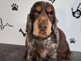 Cocker Spaniel Anglais mâle chocolat LOF de 2021 à vendre