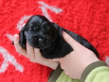 6 chiots Cocker Spaniel Anglais noirs LOF de mai 2026 à réserver