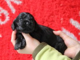 6 chiots Cocker Spaniel Anglais noirs LOF de mai 2026 à réserver