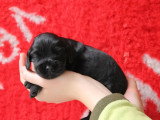 6 chiots Cocker Spaniel Anglais noirs LOF de mai 2026 à réserver