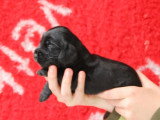 6 chiots Cocker Spaniel Anglais noirs LOF de mai 2026 à réserver