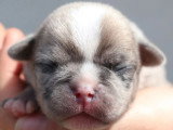 4 chiots carlins exotiques non LOF nés en mai 2026 à réserver