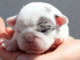 4 chiots carlins exotiques non LOF nés en mai 2026 à réserver