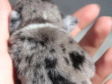 4 chiots carlins exotiques non LOF nés en mai 2026 à réserver