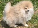 Chiot Spitz mâle non LOF né janvier 2026 à vendre
