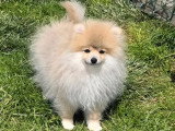 Chiot Spitz mâle non LOF né janvier 2026 à vendre