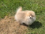Chiot Spitz mâle non LOF né janvier 2026 à vendre