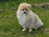 Chiot Spitz mâle non LOF né janvier 2026 à vendre