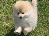 Chiot Spitz mâle non LOF né janvier 2026 à vendre