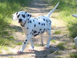 Chiot femelle dalmatien LOF à vendre