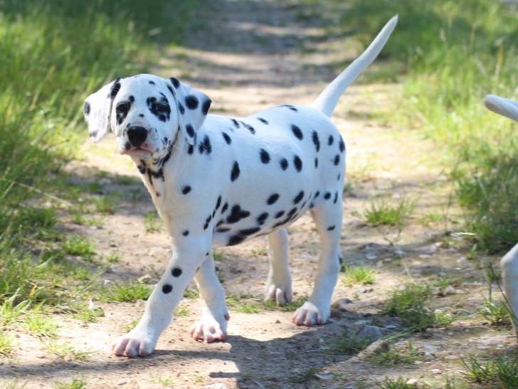 Chiot femelle dalmatien LOF à vendre