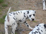 Chiot femelle dalmatien LOF à vendre