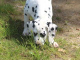 Chiot femelle dalmatien LOF à vendre
