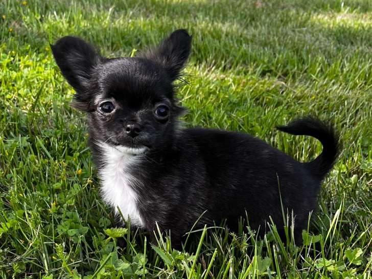 Chiot femelle Chihuahua à vendre
