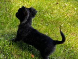 Chiot femelle Chihuahua à vendre