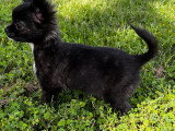 Chiot femelle Chihuahua à vendre