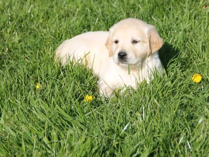 Portée Golden Retriever LOF mars 2026 1 mâle et 1 femelle à vendre