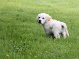 Portée Golden Retriever LOF mars 2026 1 mâle et 1 femelle à vendre