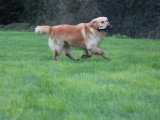 Portée Golden Retriever LOF mars 2026 1 mâle et 1 femelle à vendre