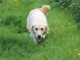 Portée Golden Retriever LOF mars 2026 1 mâle et 1 femelle à vendre