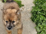 2 chiots Spitz Allemand mâles  non LOF nés mars 2026 à réserver