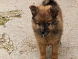 2 chiots Spitz Allemand mâles non LOF nés mars 2026 à réserver